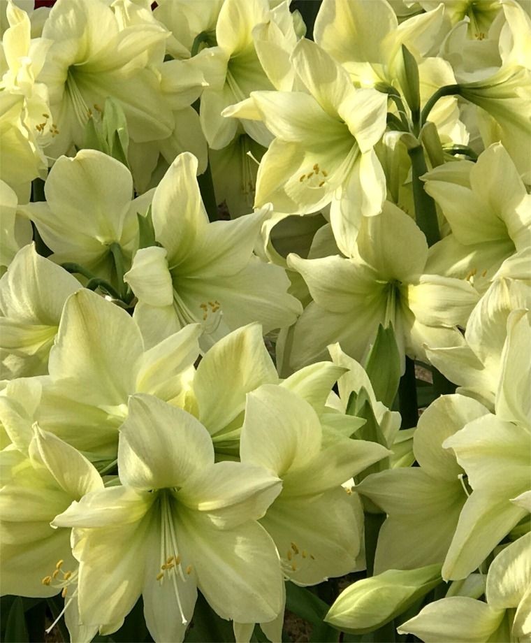 Lemon Star
